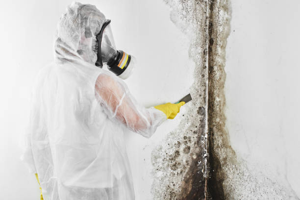 Best Local Mold Removal Service  in West Belmar, NJ