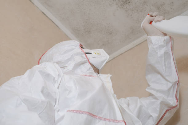 Best Black Mold Removal  in West Belmar, NJ