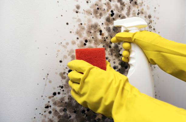 Best Certified Mold Removal  in West Belmar, NJ