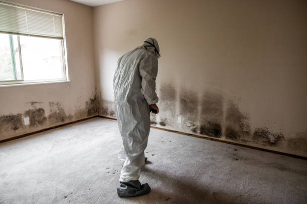 Best Attic Mold Removal  in West Belmar, NJ