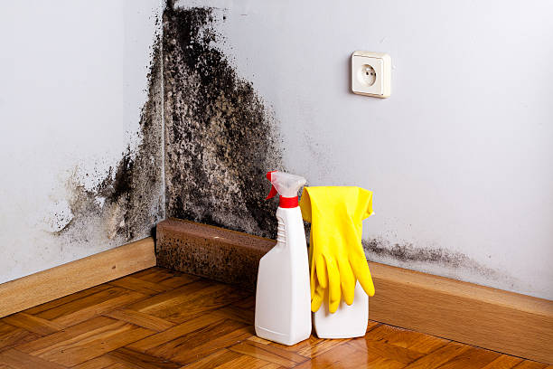 Best Home Mold Removal  in West Belmar, NJ