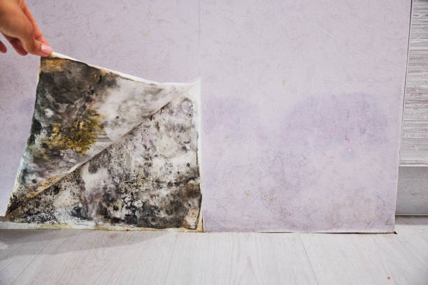 Best Emergency Mold Removal  in West Belmar, NJ